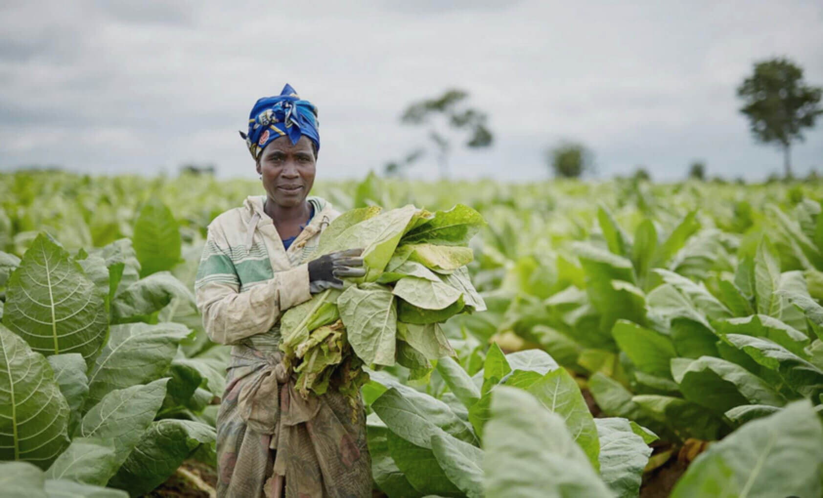 Крупный план листьев табака в Сенегале