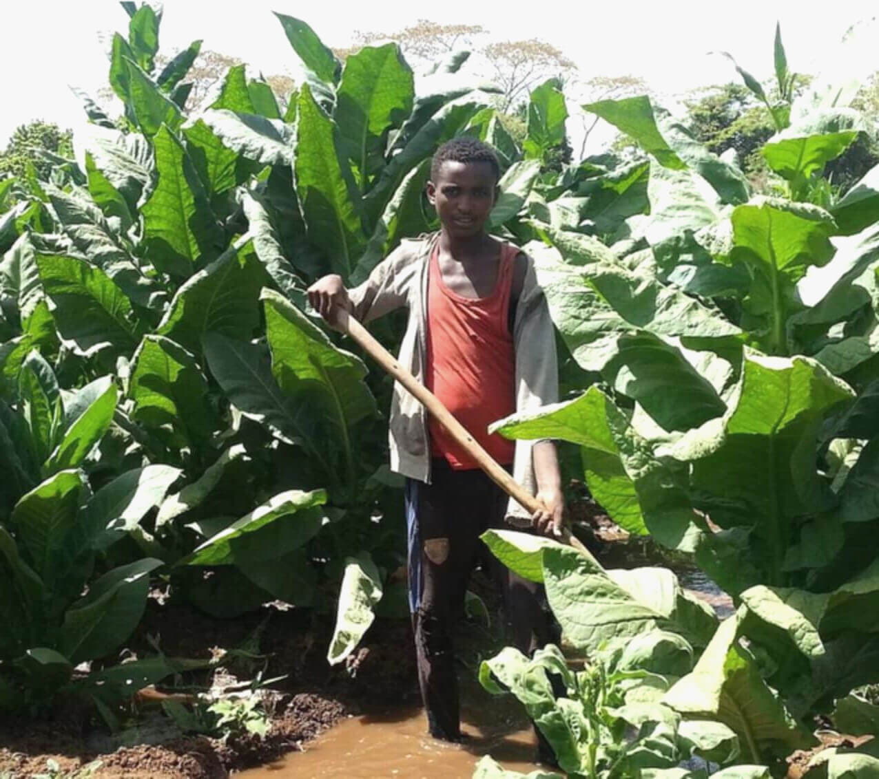 Табачный фермер на табачном поле в Камеруне