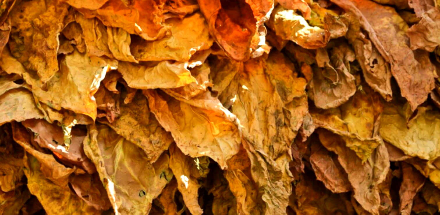 Снимок крупным планом листьев табака Flue-cured Kentucky